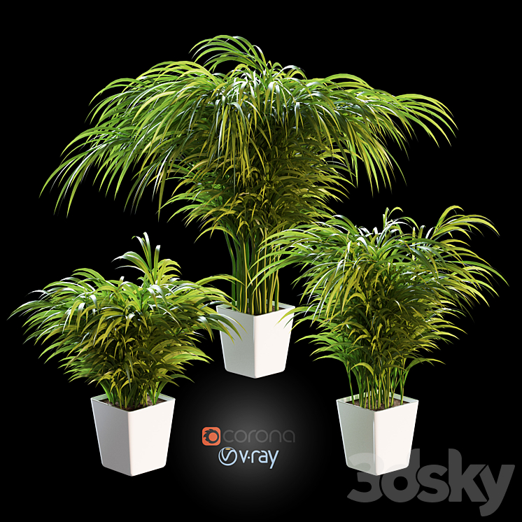 Palm tree in a pot. 3 models 3DS Max - thumbnail 1