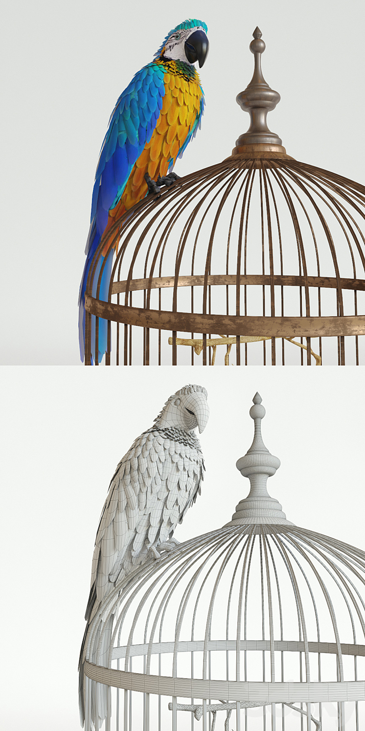 Parrot Ara 3D Model