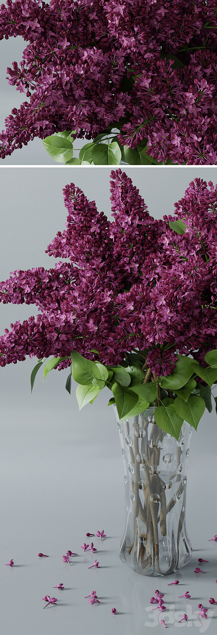 lilac 3 3D Model