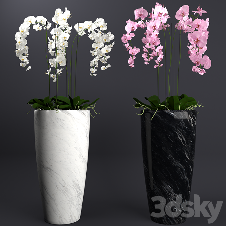 Orchid 4 3DS Max - thumbnail 1