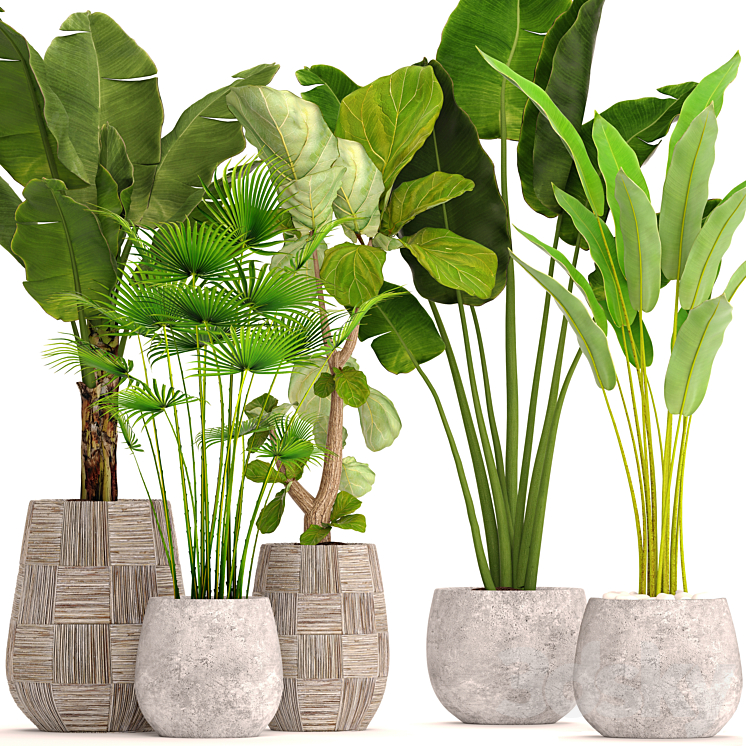 Collection of plants in pots 41. concrete pot flowerpot bush banana palm ficus lyrata fan palm strelitzia 3DS Max - thumbnail 1