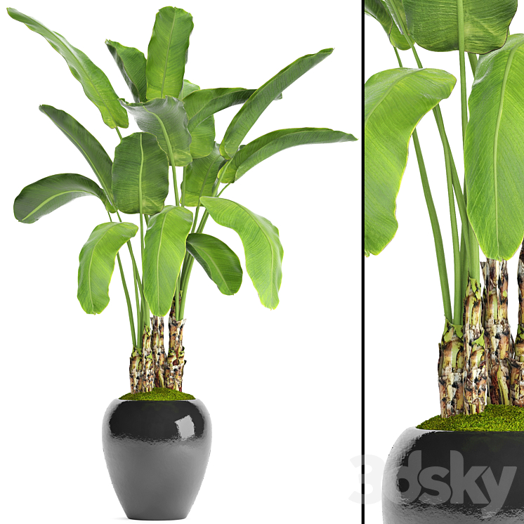Banana palm in the pot 5. Strelitzia bush flowerpot flower 3DS Max - thumbnail 1