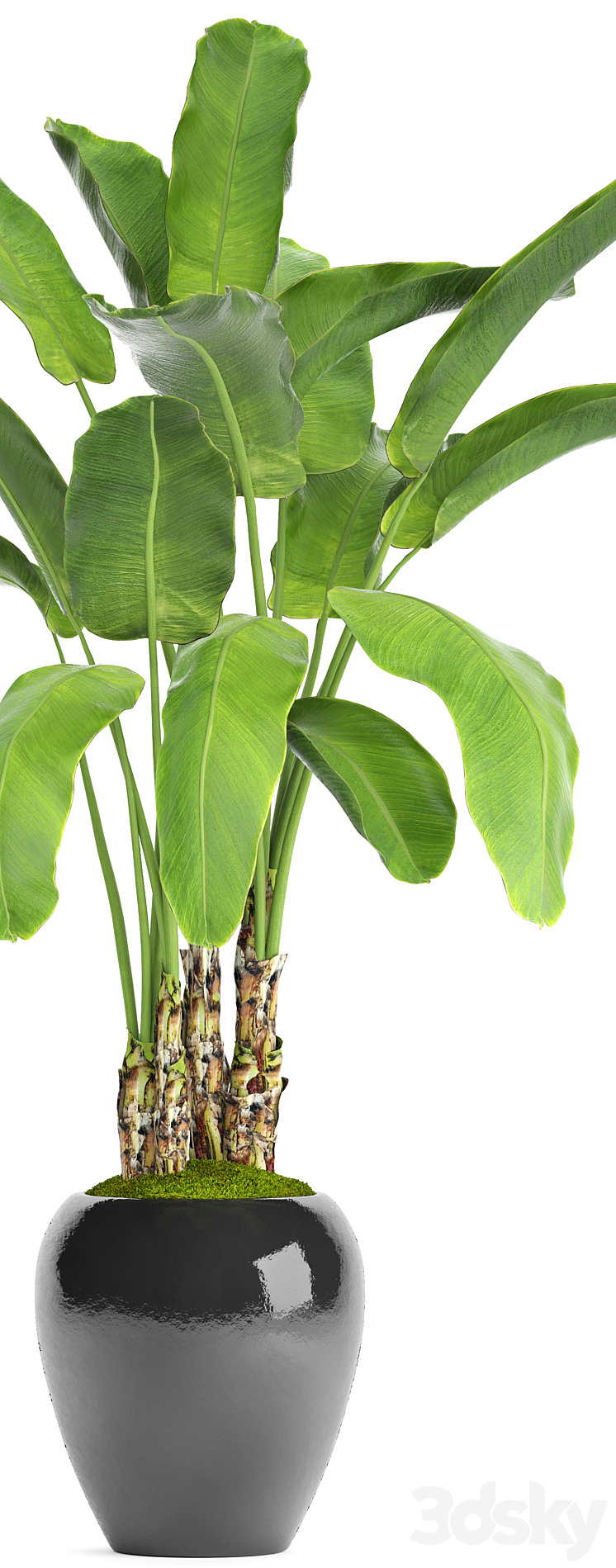 Banana palm in the pot 5. Strelitzia bush flowerpot flower 3DS Max - thumbnail 2