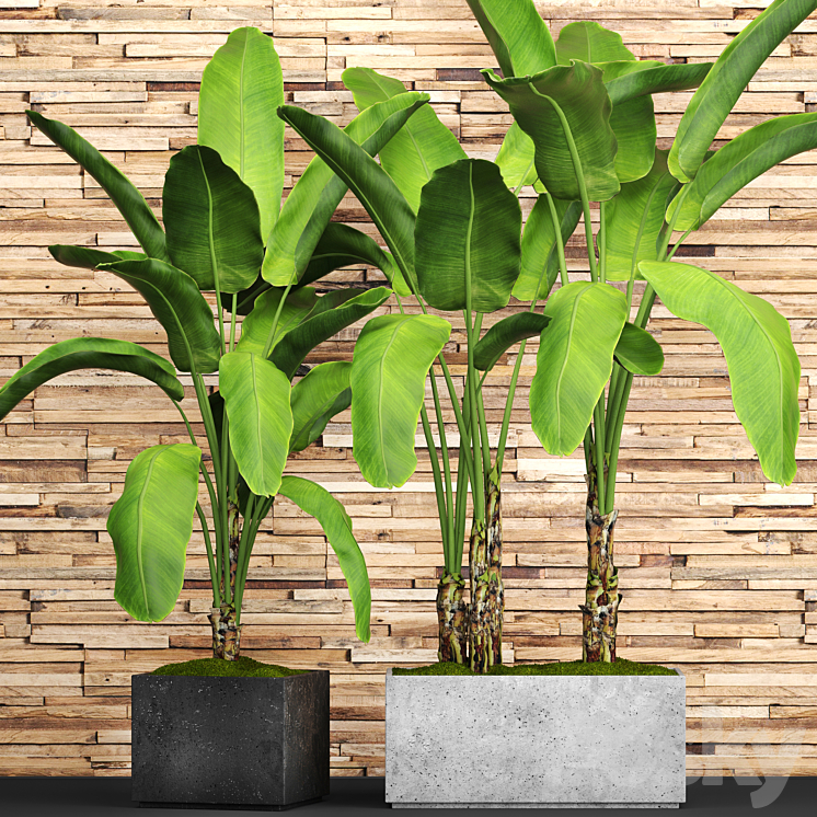 A collection of plants in pots. 46. Banana palm strelitzia bush thicket plank wall tropical plants exotic outdoor 3DS Max - thumbnail 1