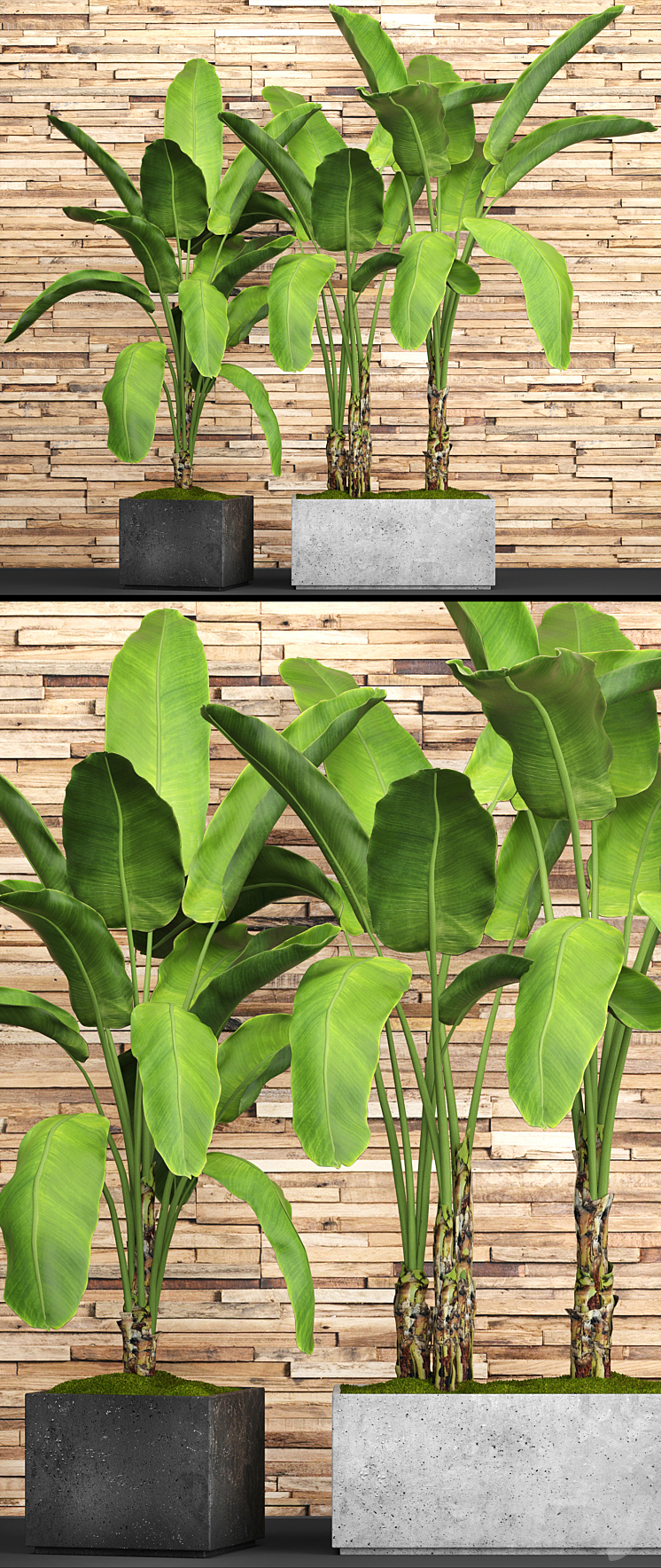 A collection of plants in pots. 46. Banana palm strelitzia bush thicket plank wall tropical plants exotic outdoor 3DS Max - thumbnail 2