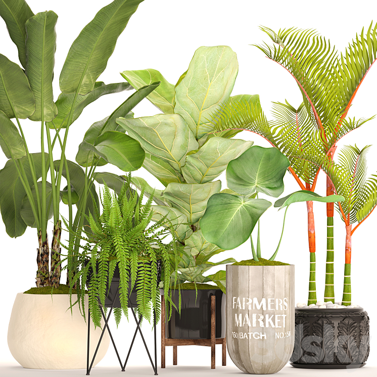 A collection of plants in pots. 48. Tropical Plants Banana Palm Fern Lyre Ficus Banana Palm Fern Concrete Pot Flowerpot Dipsis Bush 3DS Max - thumbnail 1