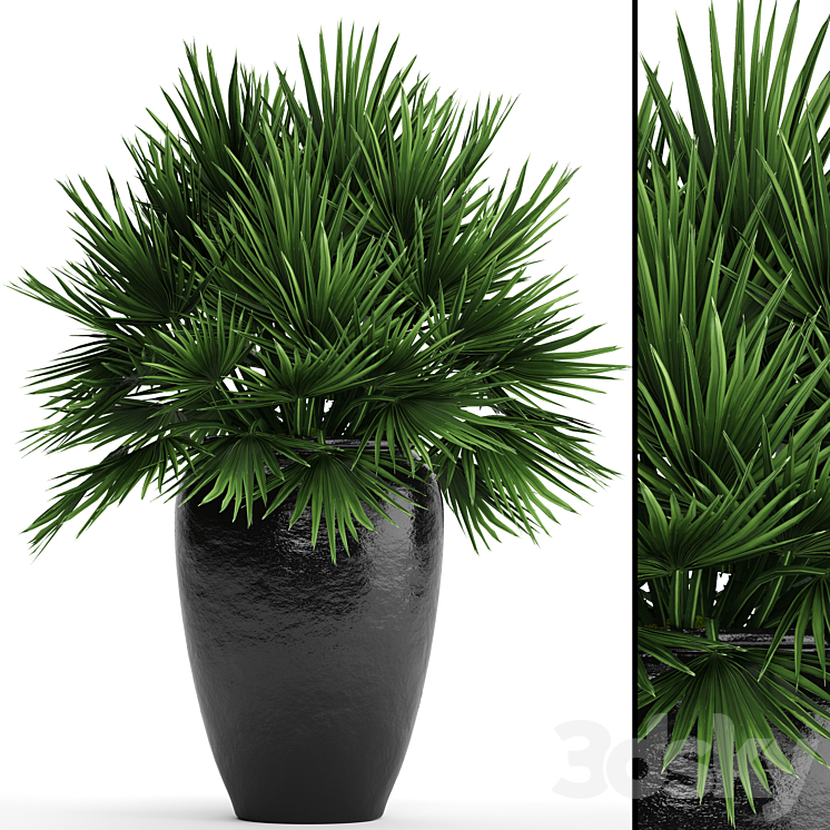 Chamaerops palm Chamaerops palm tree bush pot flowerpot outdoor decorative interior 3DS Max - thumbnail 1