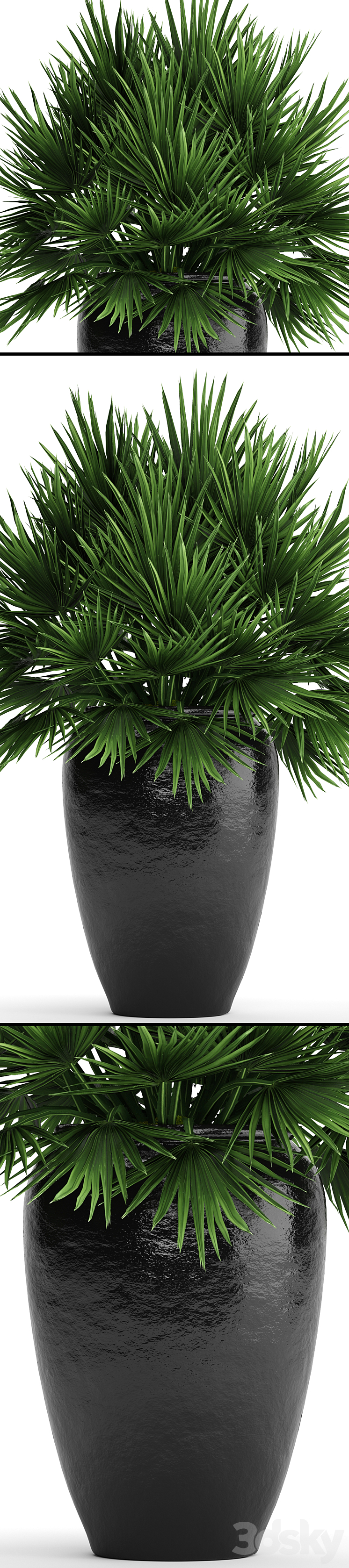 Chamaerops palm Chamaerops palm tree bush pot flowerpot outdoor decorative interior 3DS Max - thumbnail 2