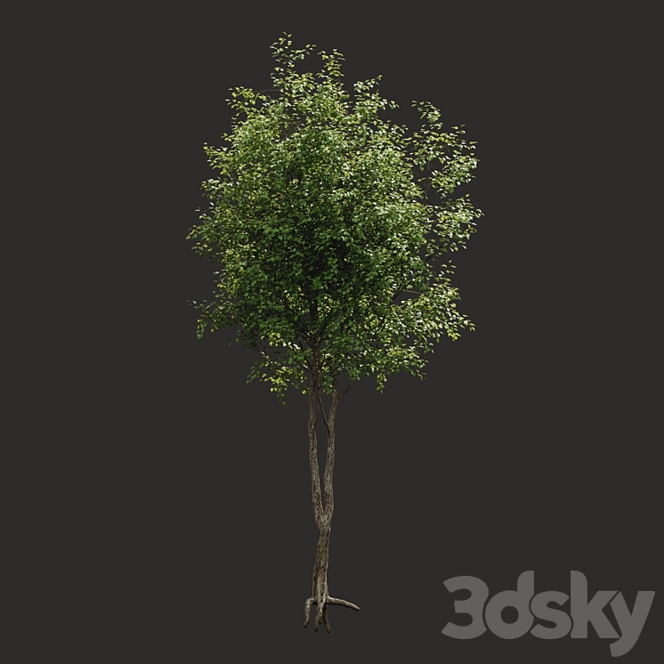Summer tree # 2 3D Model