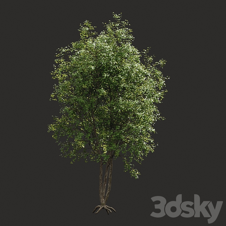 Summer tree # 03 3D Model