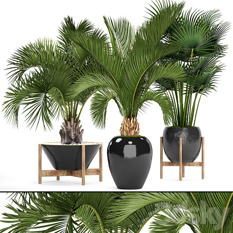 Collection of plants 78. Palm trees. Pot black flowerpot decorative palm fan butia date exotic tropical dates 3DS Max - thumbnail 1