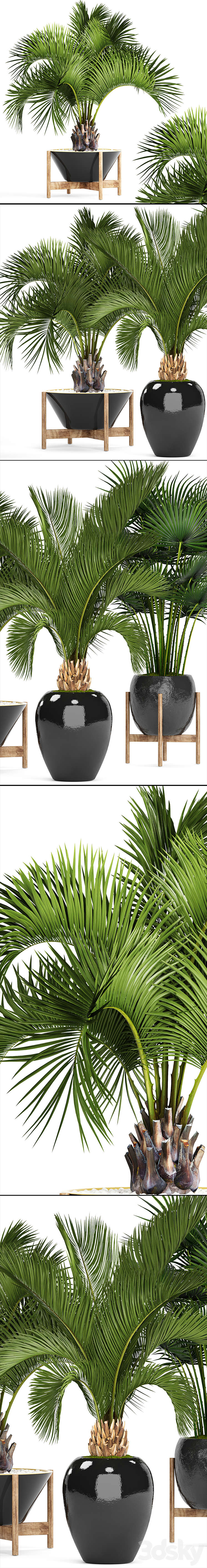 Collection of plants 78. Palm trees. Pot black flowerpot decorative palm fan butia date exotic tropical dates 3DS Max - thumbnail 2