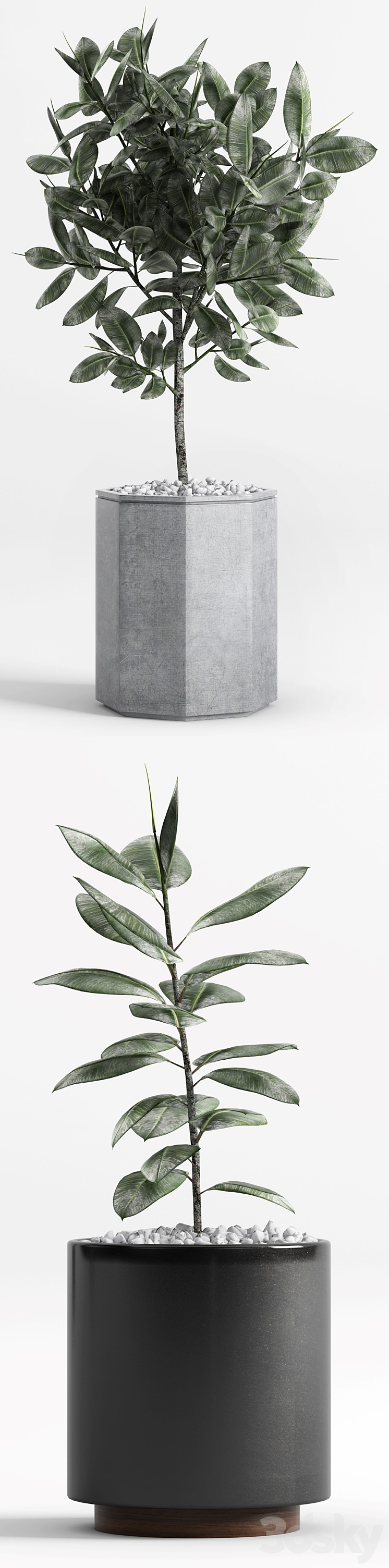 Plants and Planters _9 (Ficus Elastica) 3D Model