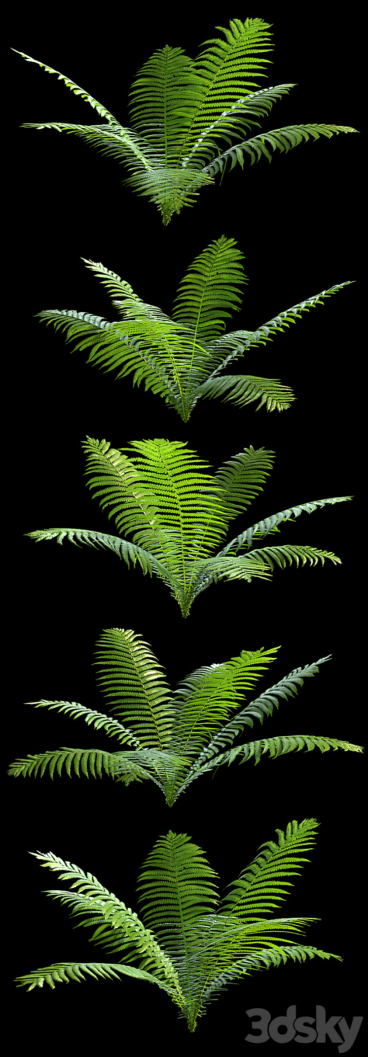 Set of ferns 3D Model