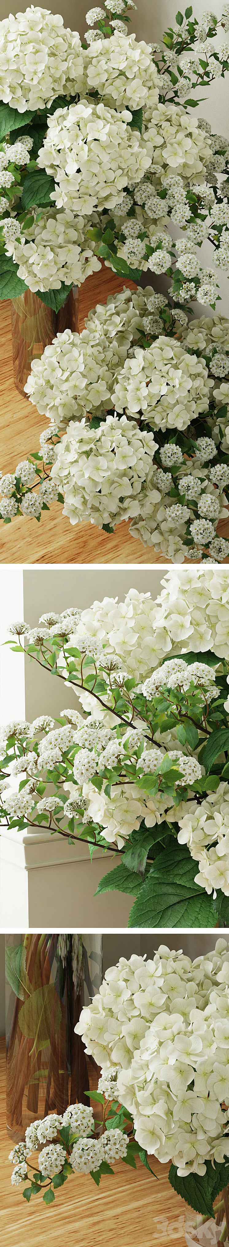 Hydrangea 2 3D Model