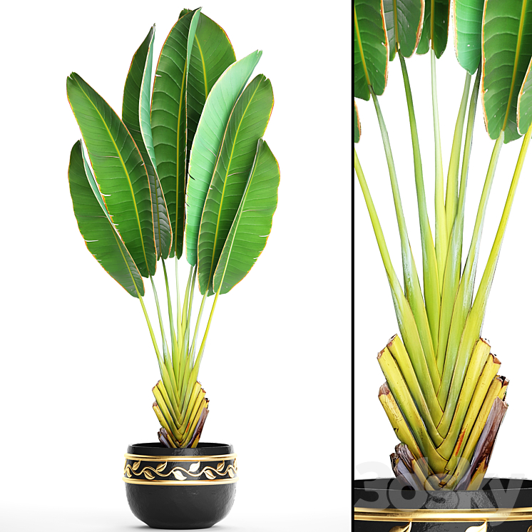 Ravenala 2. Strelitzia ravenala banana bush palm tree black pot flower flowerpot luxury decor 3DS Max - thumbnail 1