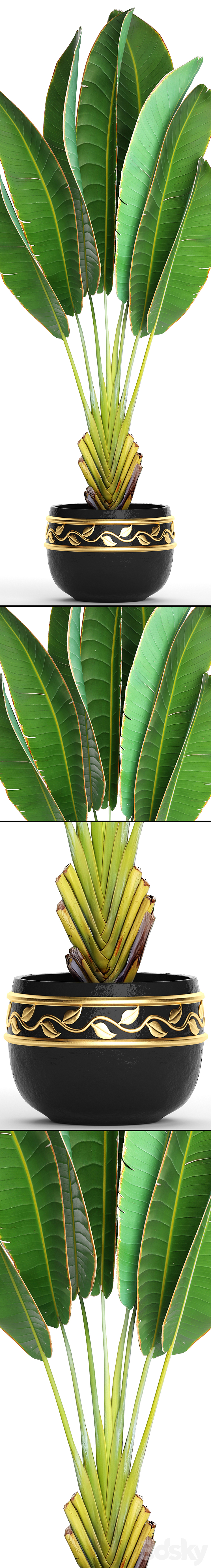 Ravenala 2. Strelitzia ravenala banana bush palm tree black pot flower flowerpot luxury decor 3DS Max - thumbnail 2