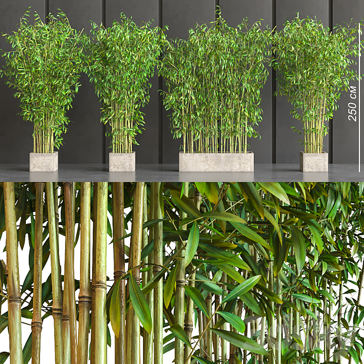 potted bamboo 3DS Max - thumbnail 1