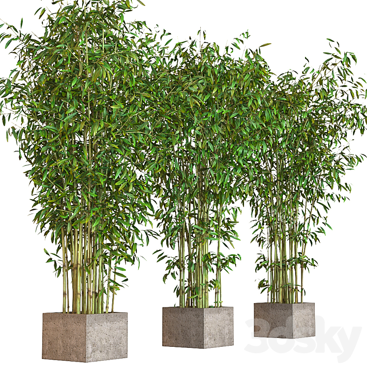 potted bamboo 3DS Max - thumbnail 2