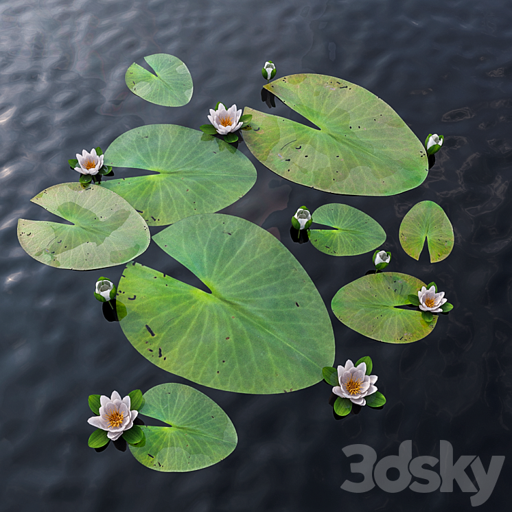 Water Lily 3DS Max - thumbnail 1