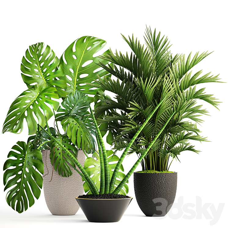 Collection of plants 124. Interior monstera hoveya ornamental palm tree areca sansevieria monstera 3DS Max - thumbnail 1