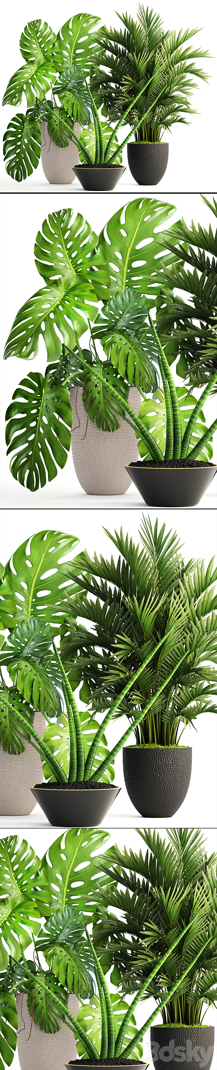 Collection of plants 124. Interior monstera hoveya ornamental palm tree areca sansevieria monstera 3DS Max - thumbnail 2
