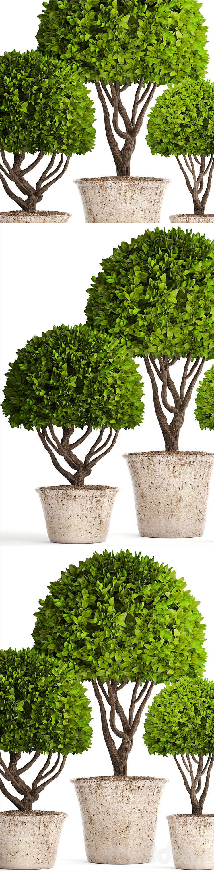 Collection of plants 126. Boxwood topiary topiary garden trees garden plants pot outdoor flowerpot bush small tree 3D Model