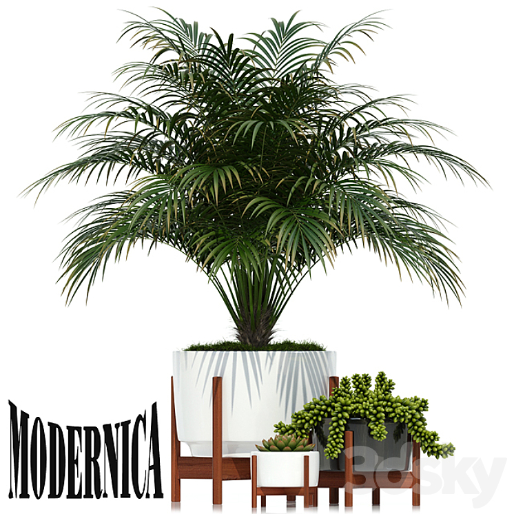 Plants collection 68 Modernica pots 3DS Max - thumbnail 1