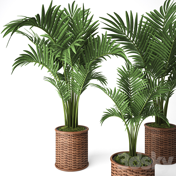 Palm Howea 3D Model