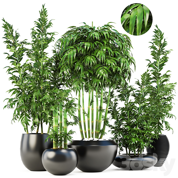 Collection of plants 131. Bamboo Trees bamboo bush black pot flowerpot indoor bamboo exotic thickets bush pebbles flowerpot 3DS Max - thumbnail 1