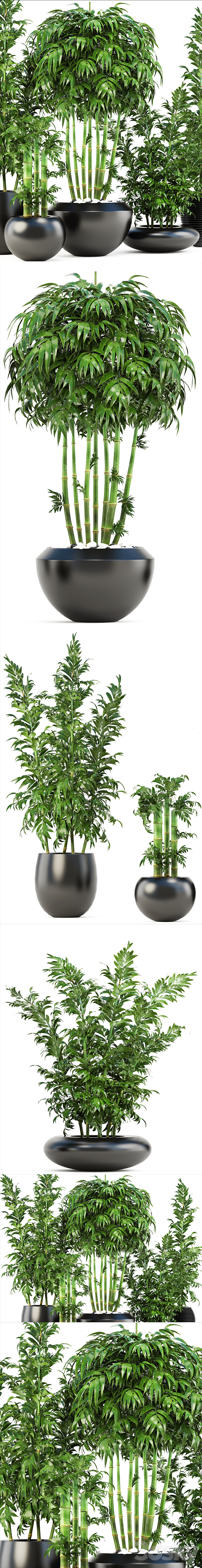 Collection of plants 131. Bamboo Trees bamboo bush black pot flowerpot indoor bamboo exotic thickets bush pebbles flowerpot 3DS Max - thumbnail 2