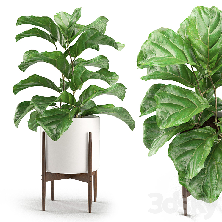 Plant 012 – Ficus Lyrata 3DS Max - thumbnail 1