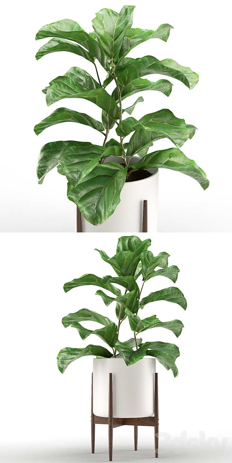 Plant 012 – Ficus Lyrata 3DS Max - thumbnail 2