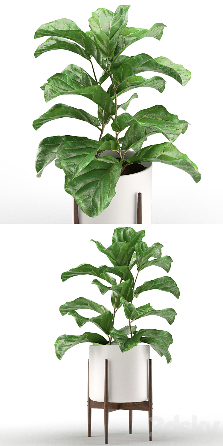 Plant 012 - Ficus Lyrata 3D Model