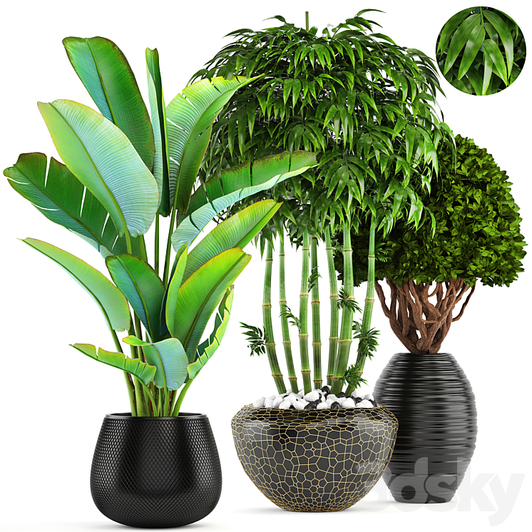 Collection of plants 137. Banana palm bush topiary boxwood bamboo strelitzia ravenala black pot flowerpot strelitzia 3DS Max - thumbnail 1