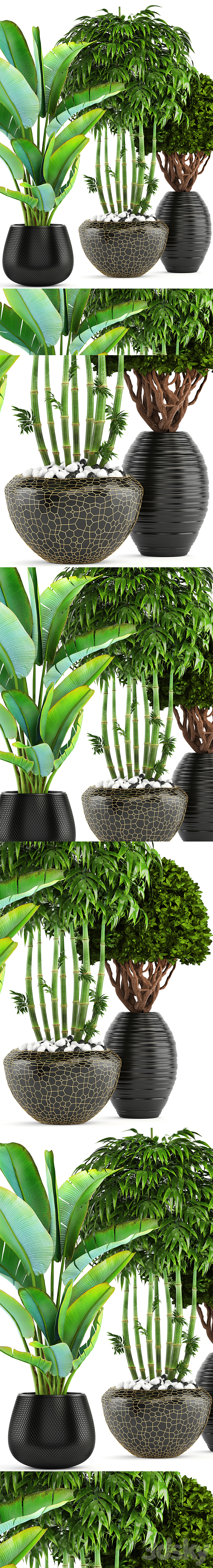 Collection of plants 137. Banana palm bush topiary boxwood bamboo strelitzia ravenala black pot flowerpot strelitzia 3DS Max - thumbnail 2