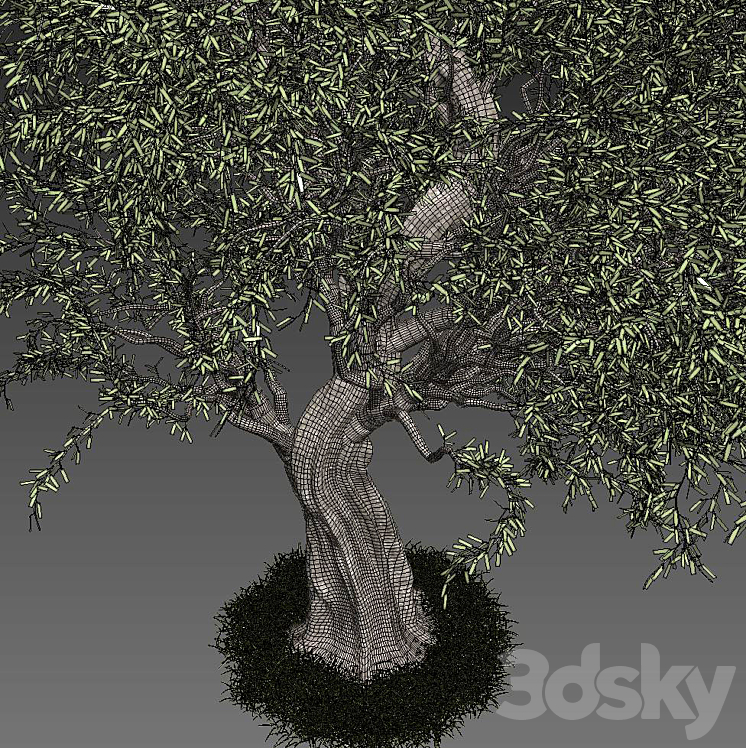 Olive Tree 3DS Max - thumbnail 2