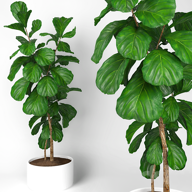 Fiddle leaf fig tree 3 3DS Max - thumbnail 1