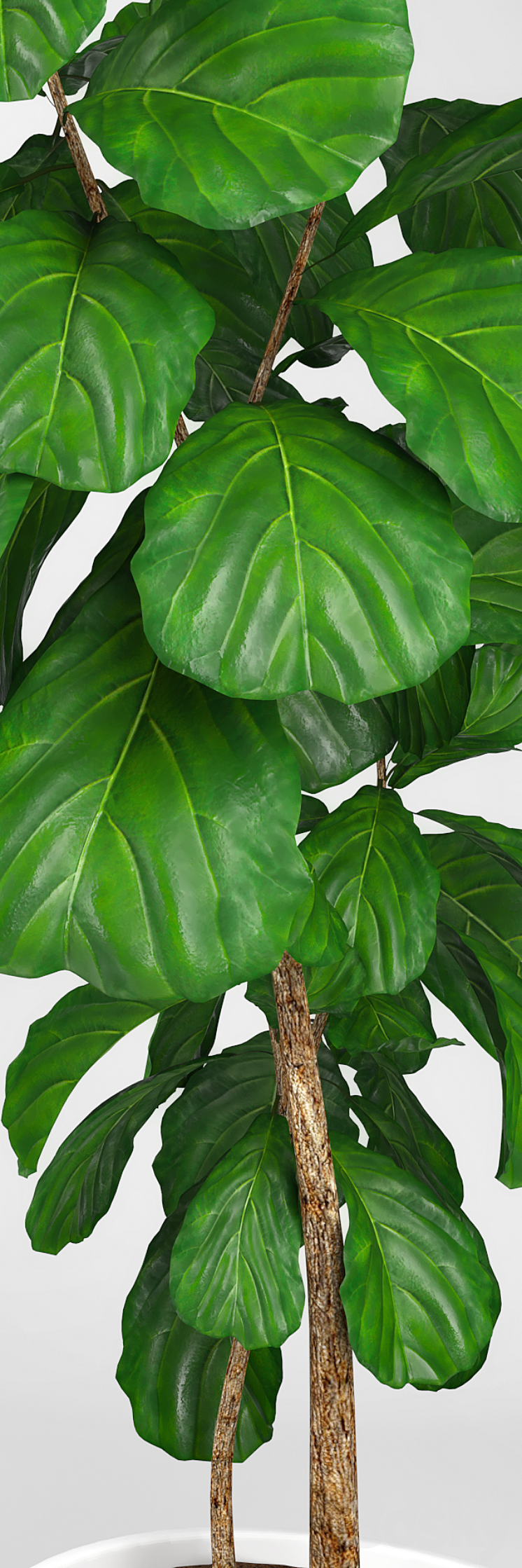 Fiddle leaf fig tree 3 3DS Max - thumbnail 2