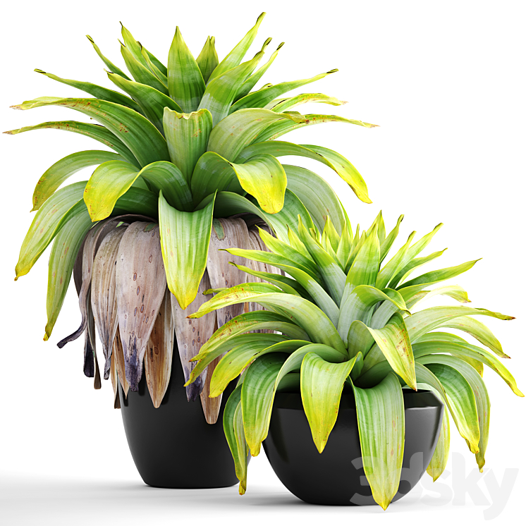 Collection of plants 144. Tropical plant bromelia pot black flowerpot bush tropical exotic plant 3DS Max - thumbnail 1