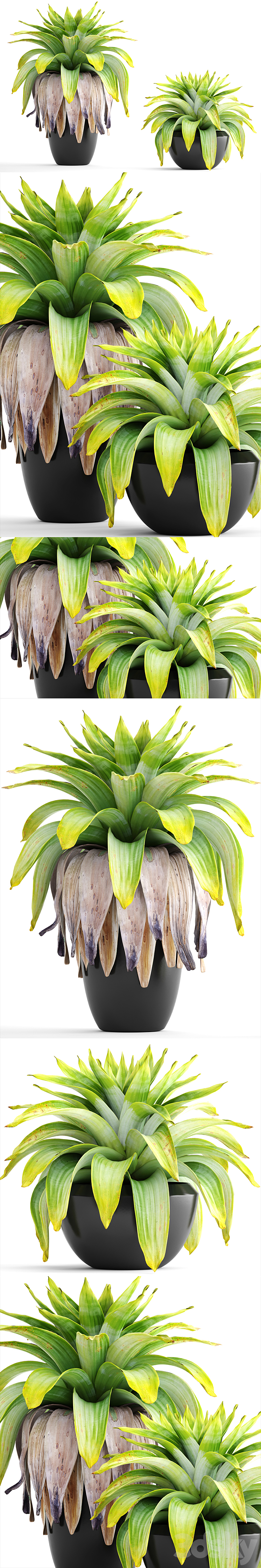 Collection of plants 144. Tropical plant bromelia pot black flowerpot bush tropical exotic plant 3DS Max - thumbnail 2