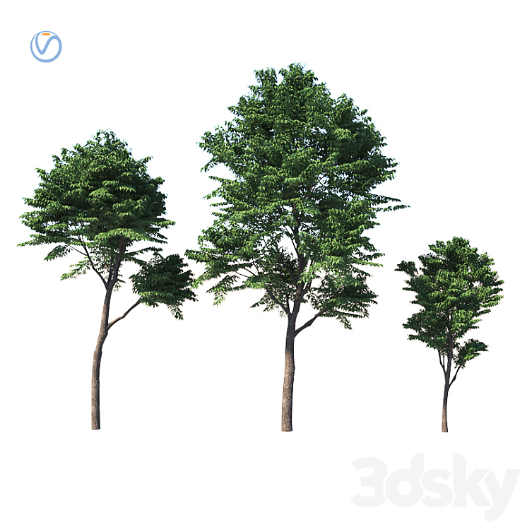 Fraxinus excelsior 3DS Max - thumbnail 1