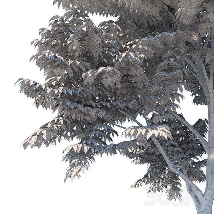 Fraxinus excelsior 3DS Max - thumbnail 2