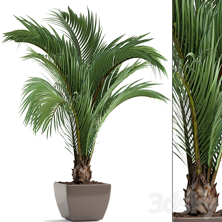 Hedyscepe canterburyana Areca palm tree decorative interior indoor pot flowerpot flower decor 3DS Max - thumbnail 1