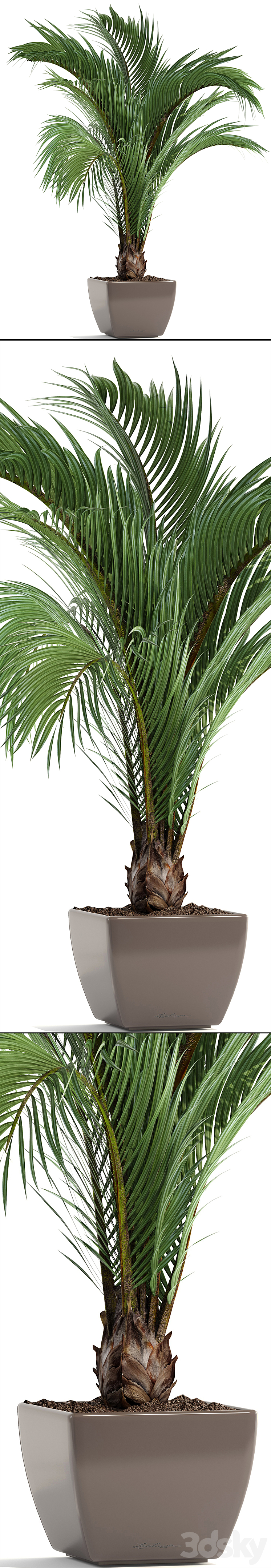 Hedyscepe canterburyana Areca palm tree decorative interior indoor pot flowerpot flower decor 3DS Max - thumbnail 2