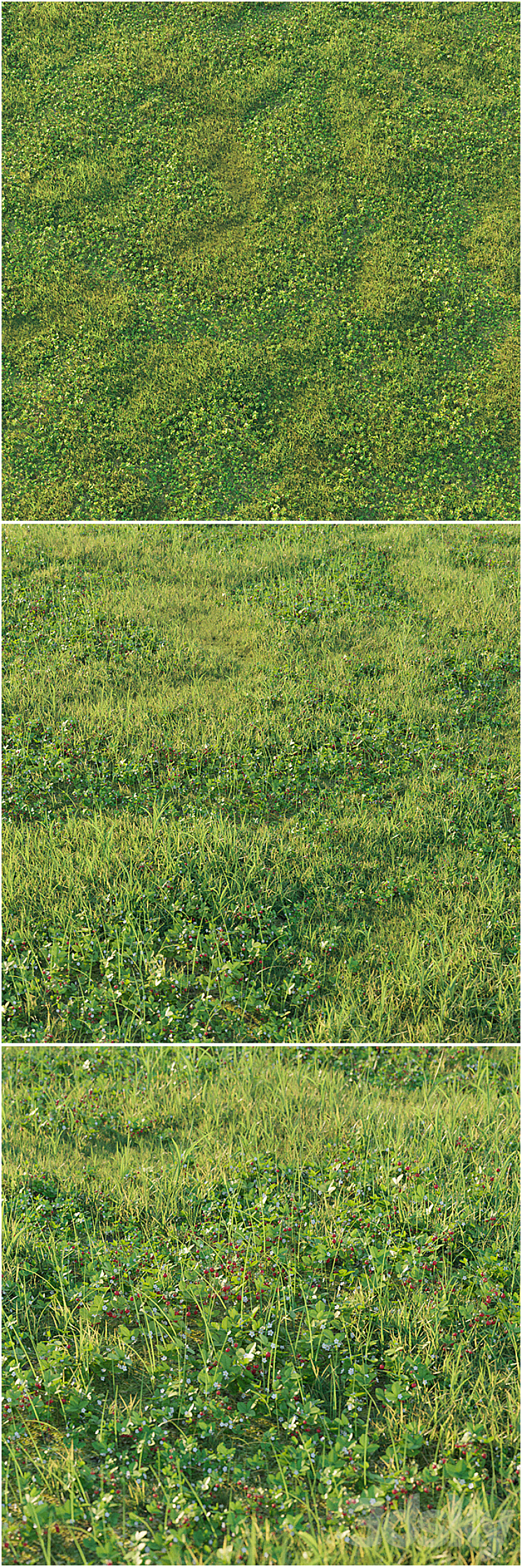 Strawberry clearing 3D Model