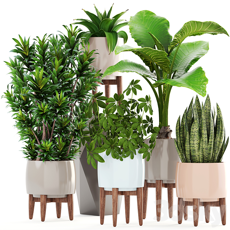 Collection of plants 196. Dracaena bush alocasia flower pot flowerpot interior decorative 3DS Max - thumbnail 1