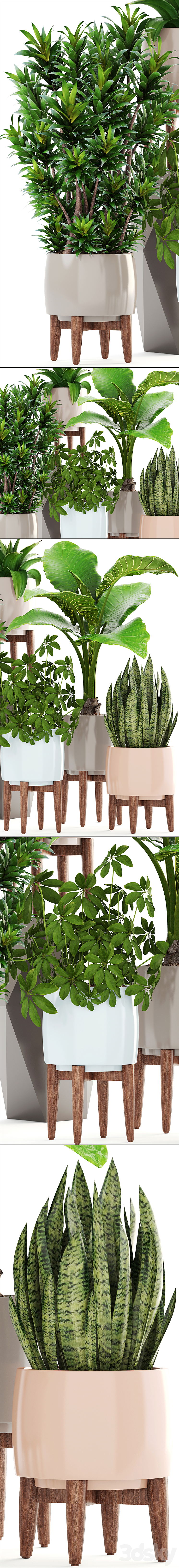 Collection of plants 196. Dracaena bush alocasia flower pot flowerpot interior decorative 3DS Max - thumbnail 2