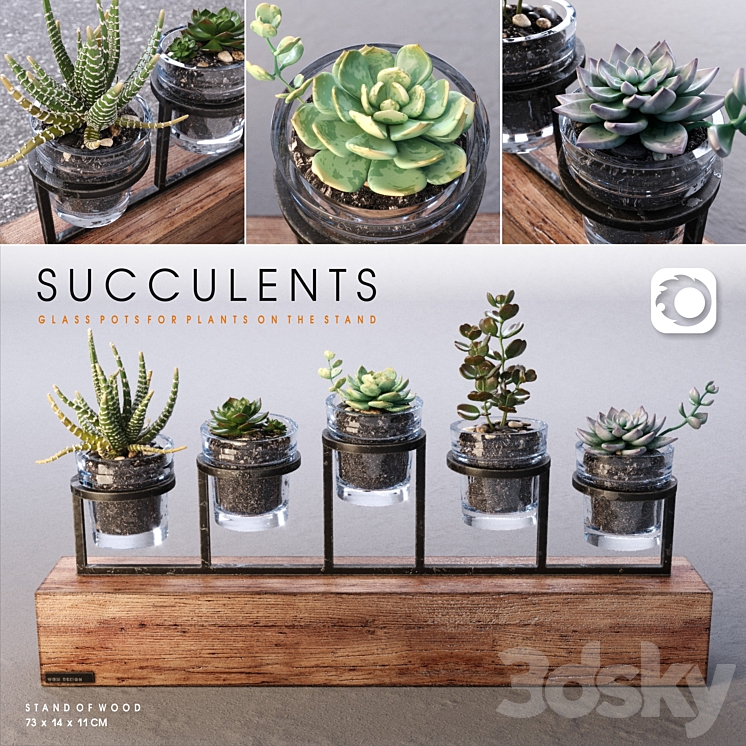 Succulents_set