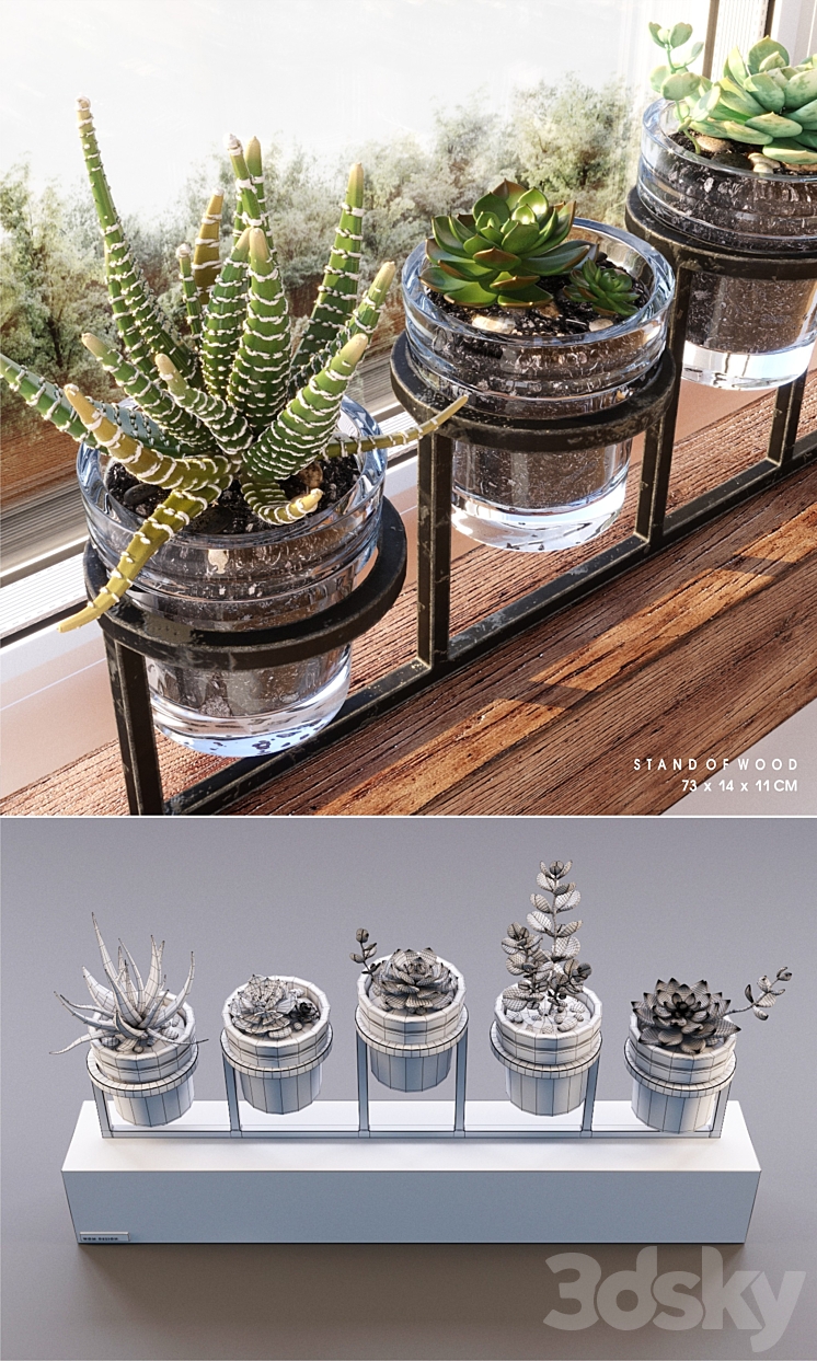 Succulents_set 3D Model